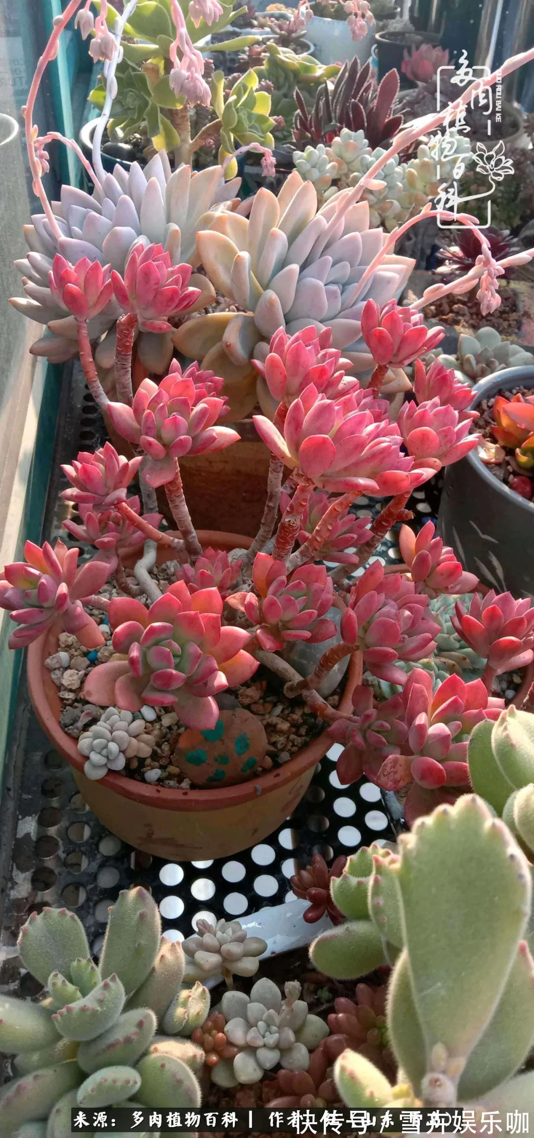 红稚莲|多肉度个夏,回到解放前!曾经有多美,现在就有多丑!