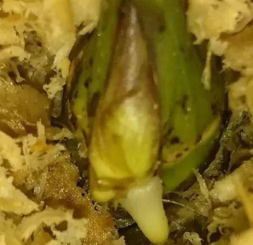 拿它一捂,长寿蟹爪兰嗖嗖冒花苞,多肉呼呼胖三圈