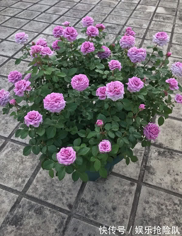 月季|养月季首选海神王阳台，9月把握住4点，花开一茬挨着一茬