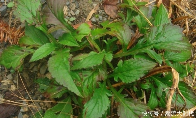 十个女人九个有妇科炎症,常用此物泡水喝,排毒养颜,子宫变干净