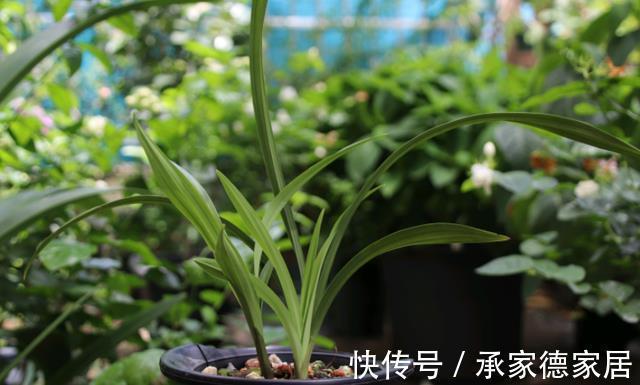 天气转凉，室内养兰花，该注意什么？盆栽谨记4点长势猛
