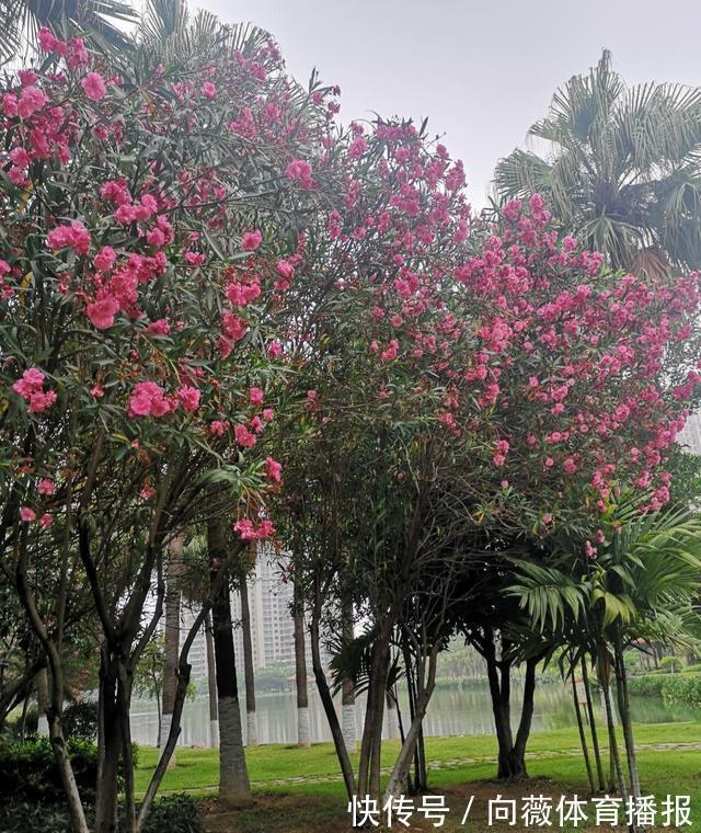 十种“大毒花”,家里经常养,越漂亮毒性越大,避开为好