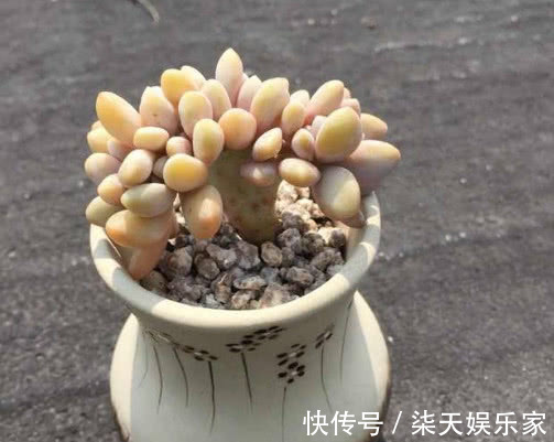 多肉醉|多肉醉美人怎么养教你3个小妙招，醉美人生长旺盛易缀化