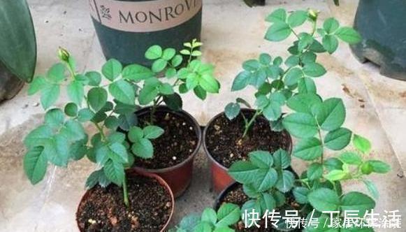 不会扦插月季花，小花匠教你个“小窍门”，2周长满根，100成活