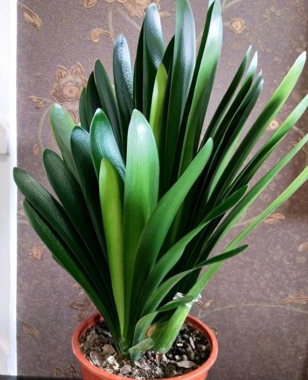 如何养殖君子兰，侧芽蹭蹭往外冒施肥用它们，盆栽新芽窜不停