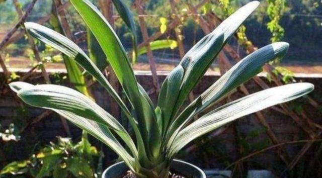 君子兰叶片|君子兰叶子长歪,教你3种方法纠正,株形整齐才更美观