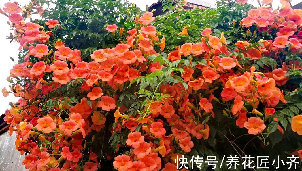 漂亮|适合庭院养的4种花，夏天冬天都不怕，开花漂亮，南北方都能种