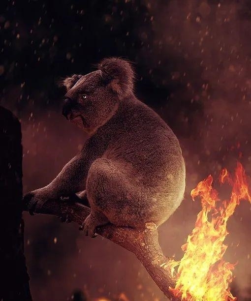 动物|一百年来,中国灭绝了多少动物?