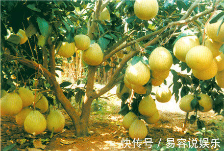 美肤|立秋后,常吃此水果,能美肤养容,人们称其为“天然水果罐头”!