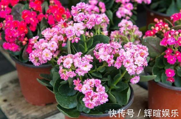 新手花友养长寿花，该牢记哪些才能一年四季开花