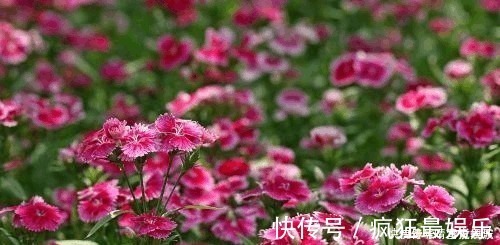 营养液|养花不开花,啥都不用学,就会用这些水浇花