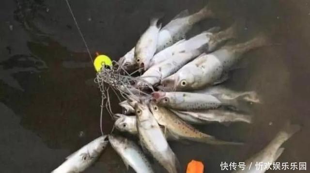 星点笛鲷|国内公认最好吃的4条鱼，既营养又美味！你爱吃吗