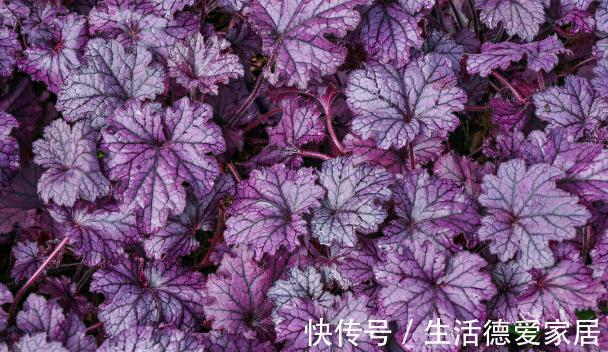 0度以下能开花的10种花草,最适合秋冬季节养,你家有没有?