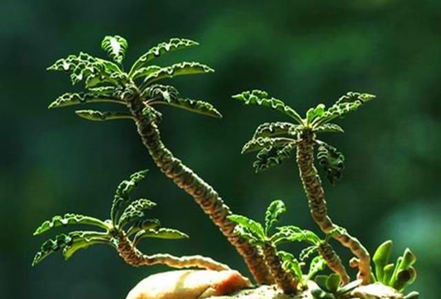 光照|3种适合做盆景的多肉,清新雅致,光照不足也能好好生长