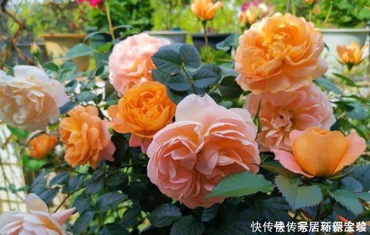 植物|家养这些植物,阳台开出花海,一年四季可开花