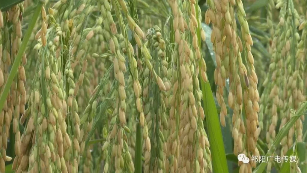 谁知盘中餐，粒粒皆辛苦