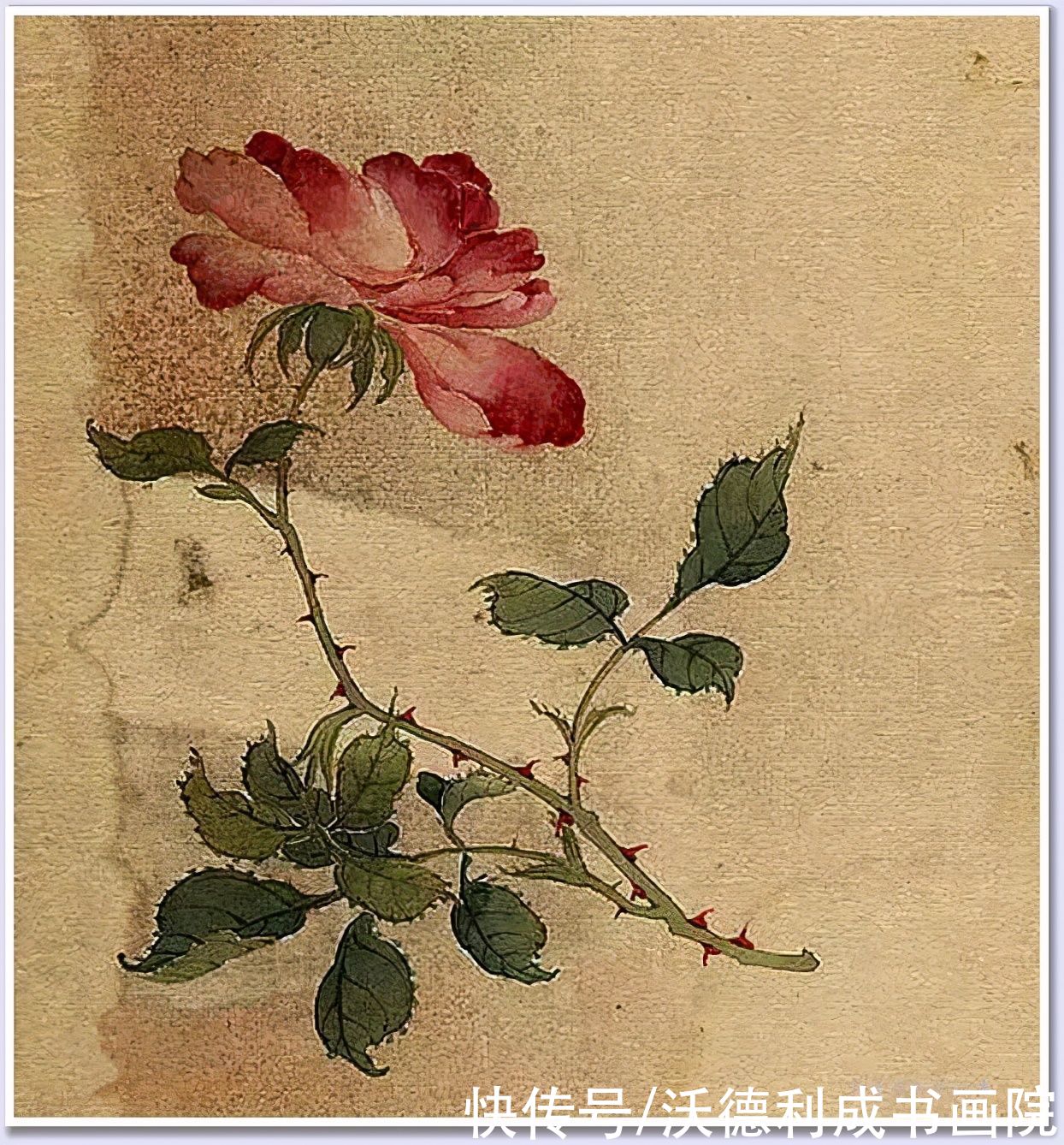 画菊|没骨百花图欣赏，美到骨子里