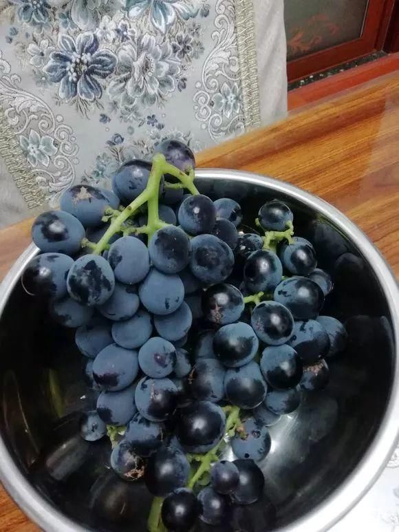 葡萄无花果插在塑料瓶里，2周生根，成活率高，1株变10株！