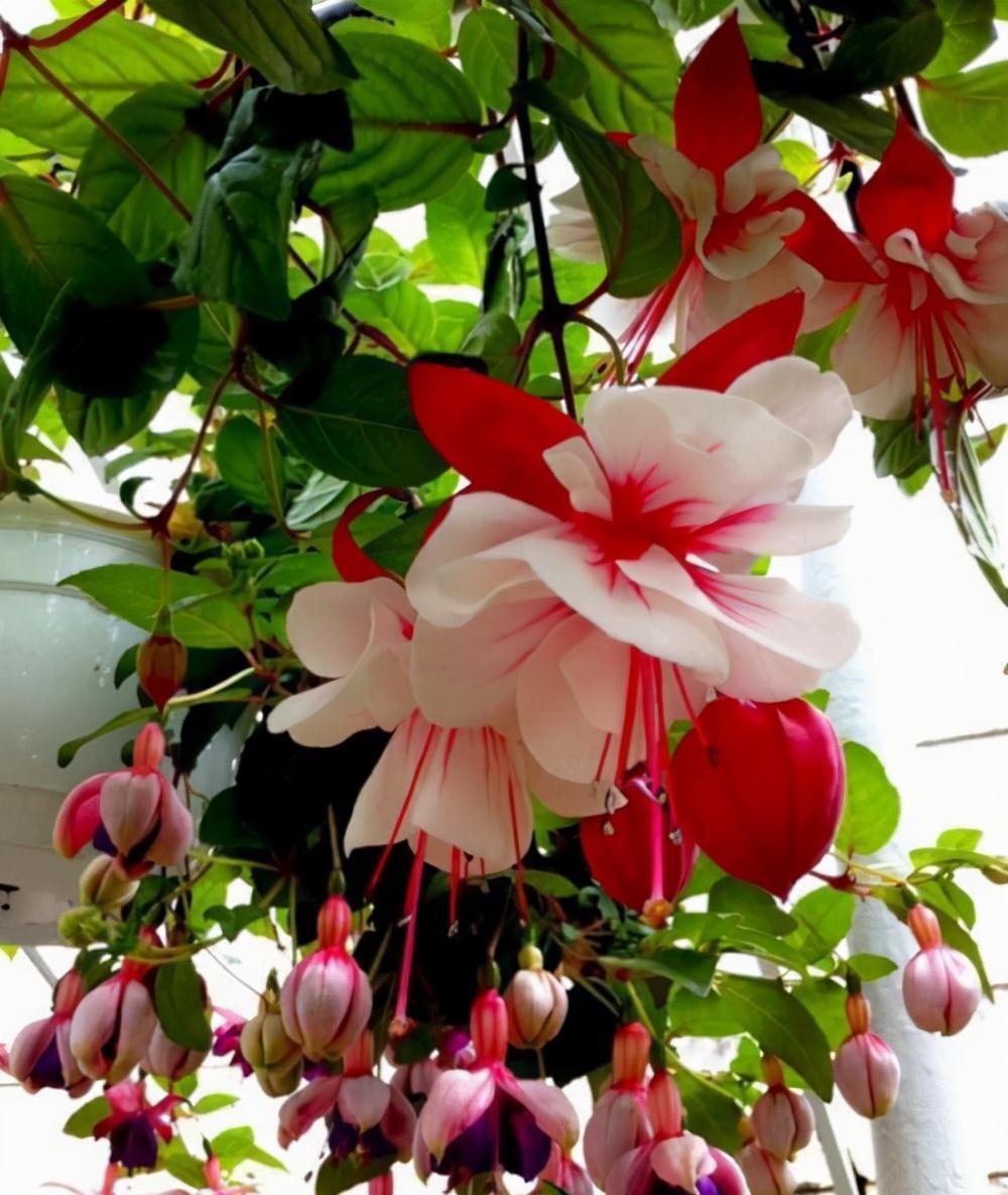 16种耐阴花,就算阳光不足,也能年年生长、开花