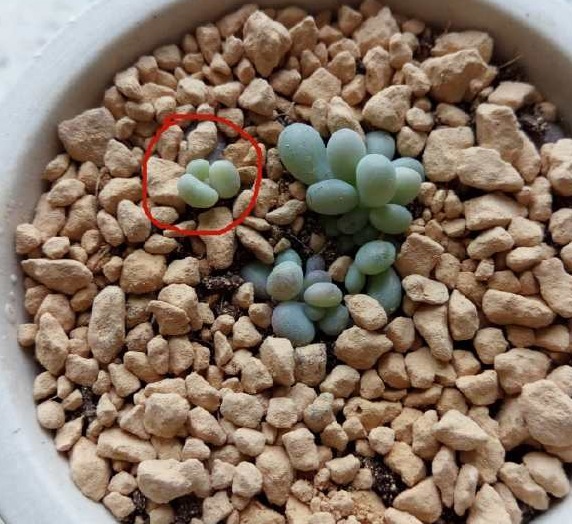 一棵小桃蛋的成长记，即使之然一身也不放弃生长，萌新萌化了