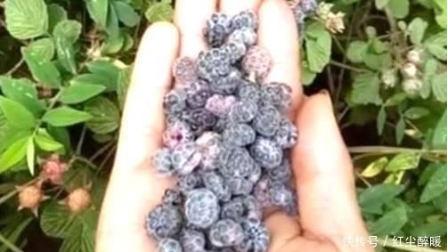 美好时光|农村特有的这种“鸡屎泡”,你吃过没?中医说它可是味很好的药材