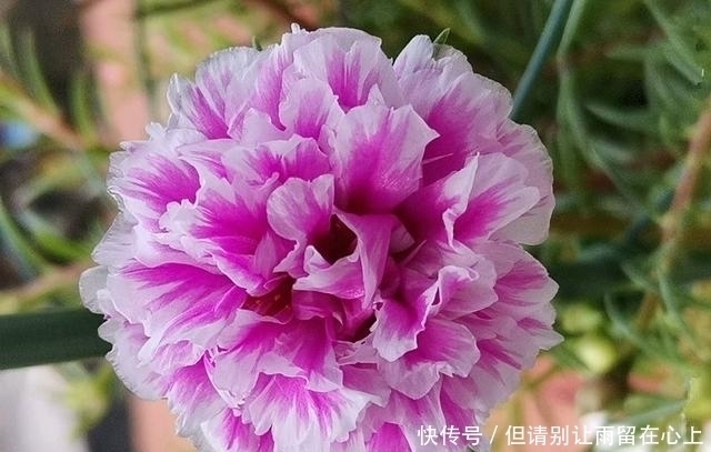 适合|一种很耐热的花,适合夏天养,花美似牡丹,三季开花,是盆栽佳品
