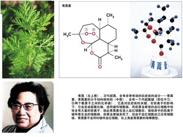 |青蒿素究竟是谁发现的张伯礼讲了一个笑话，却引发无数人深思！