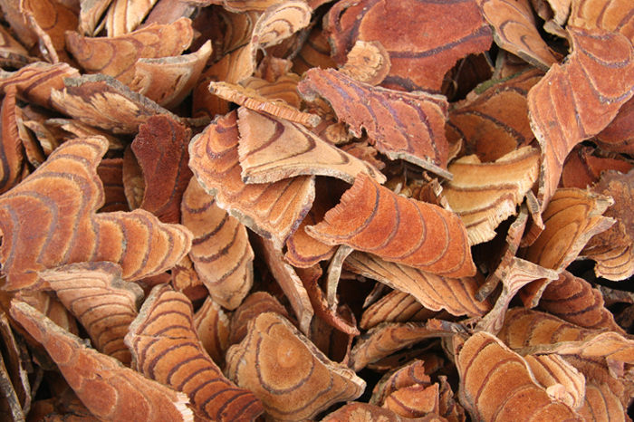 活血化瘀|它是子宫肌瘤的“福星”,女人常吃,活血化瘀