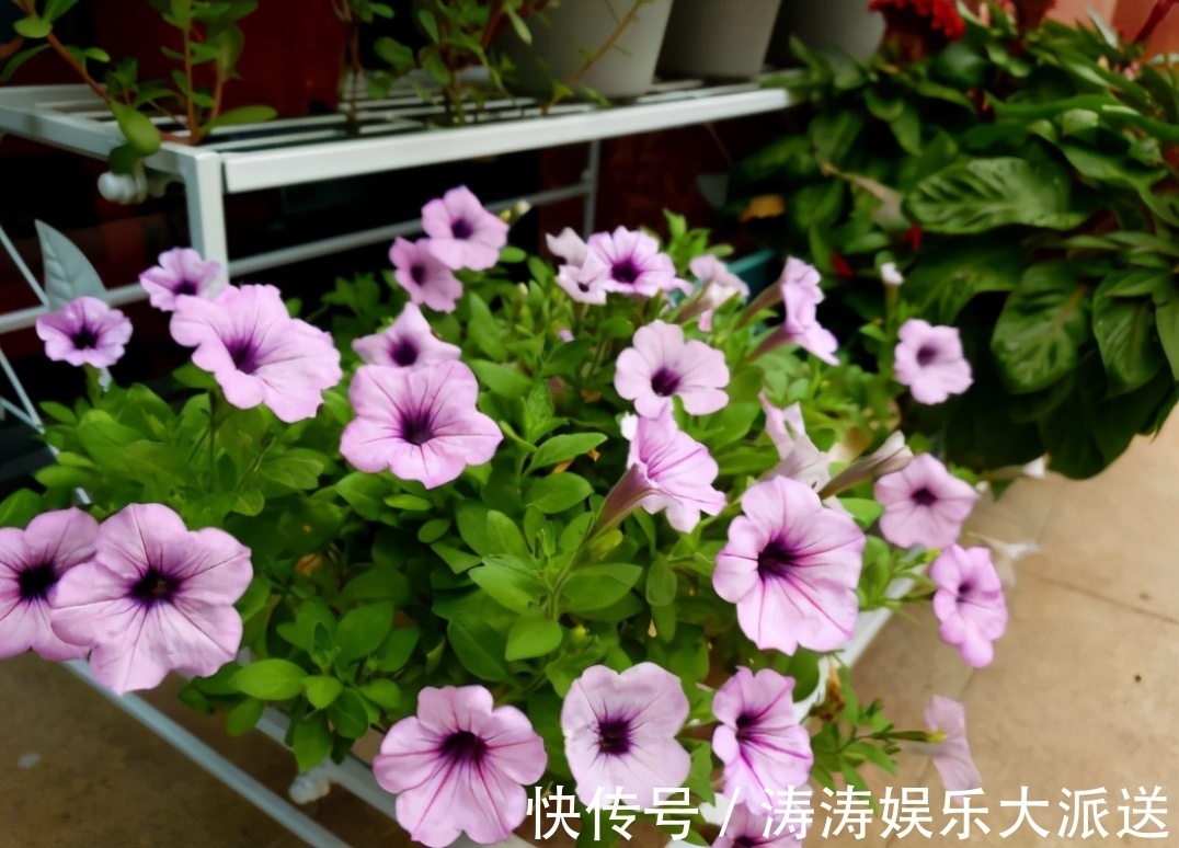 肥料|总结养花“十大问题”，只要学会，你就是养花大神