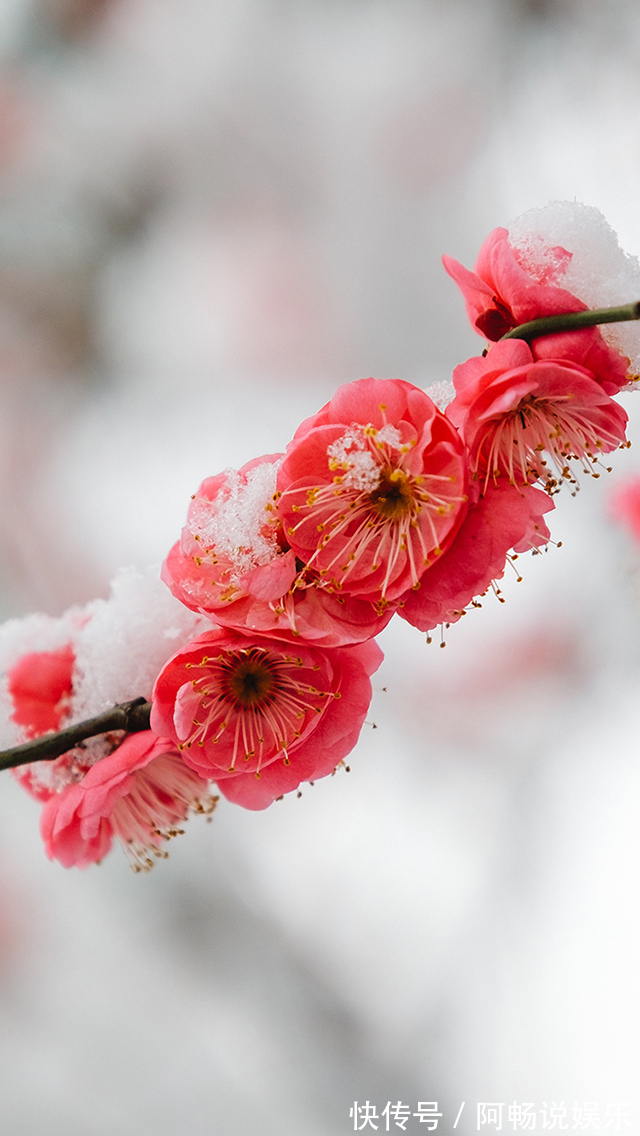喜欢在家中养护花卉,就选择花色鲜艳,花朵漂亮,欣赏价值高的花