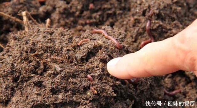 淘米水、啤酒水都别用, 老花农只用它泡水, 什么花都能浇, 疯长