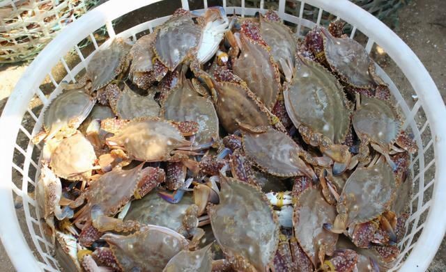 海鲜|含“寄生虫”最多的3种海鲜,没营养还贵,老板自己都不敢吃