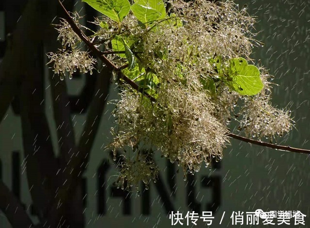 二老堂诗话$这首流传千古的《清明》背后,隐藏着凄美的爱情故事