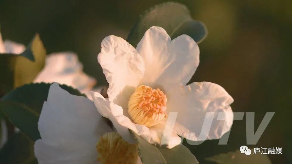 的花海|美景如画！庐江这片2000亩的花海你来过吗？