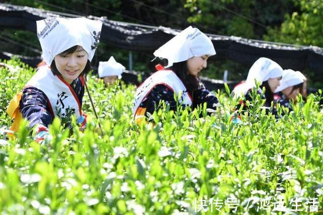 日本|抹茶是用什么东西做成的，为啥叫抹茶？吃了这么多年，终于知道了