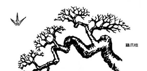 纸条|盆景造型的12原则