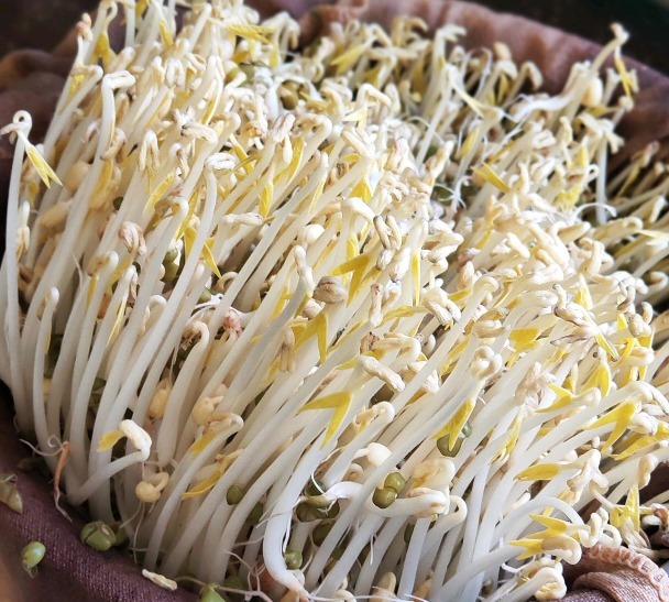 在家发绿豆芽,简单易做,0添加剂,比买的好吃,脆爽可口有营养