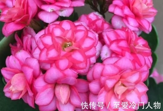 这几款小花,便宜又好养,比牡丹好看,比吊兰好养,你养了吗