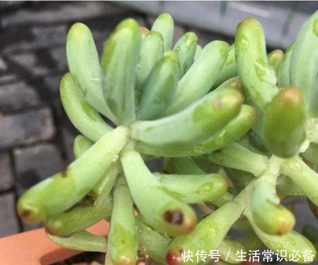 多肉烟煤病来袭,这5种特别容易得,一不小心叶子就没有了!