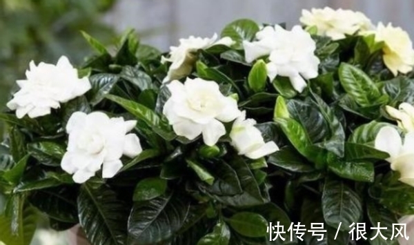 拿白醋养杜鹃、栀子花、绿萝,原来用法有区别,效果也不一样