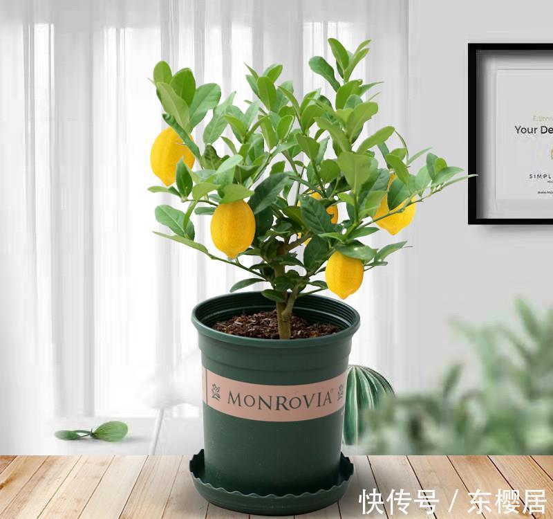 柠檬|闺蜜在阳台养了一盆“益母果”,富含维C能养颜,还可清新空气