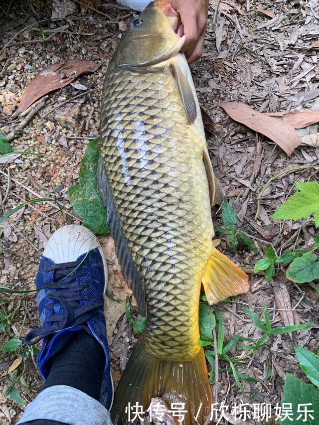 钓鱼小药并不神秘，自制比买的还要好，大部分自家厨房就有