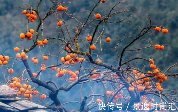 院中有五树，子孙一直富，五树分别是什么树？有何寓意