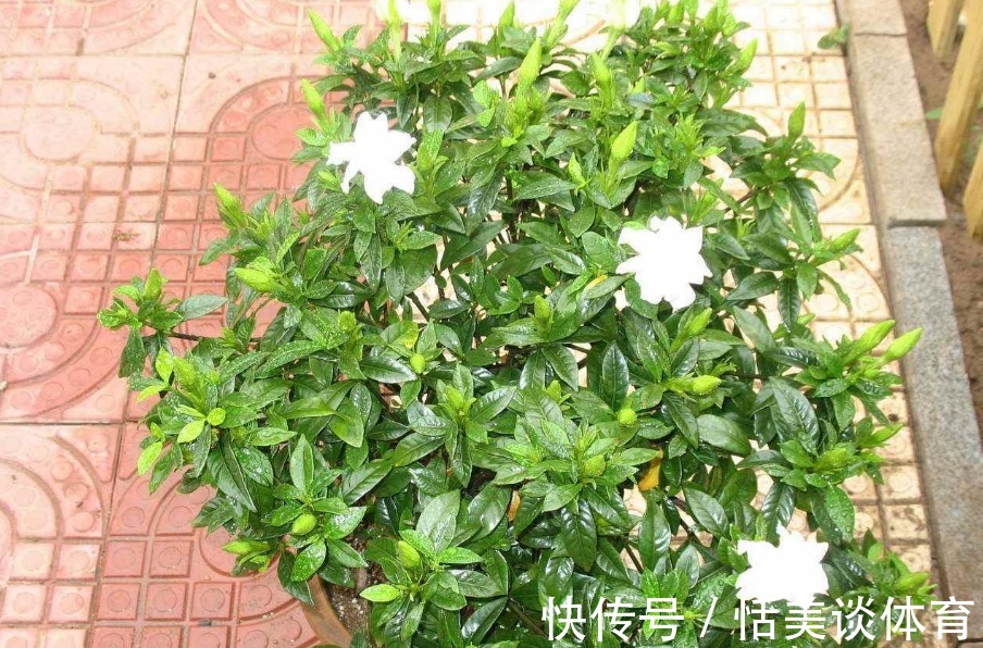 栀子花其实不难养，盆栽注意3点，叶子油绿开花勤