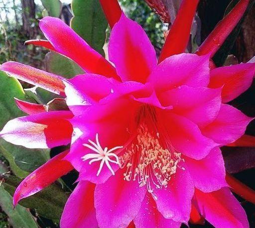 几种花是“花卉中的劳模”,沾土就活,20天就能开花爆满盆