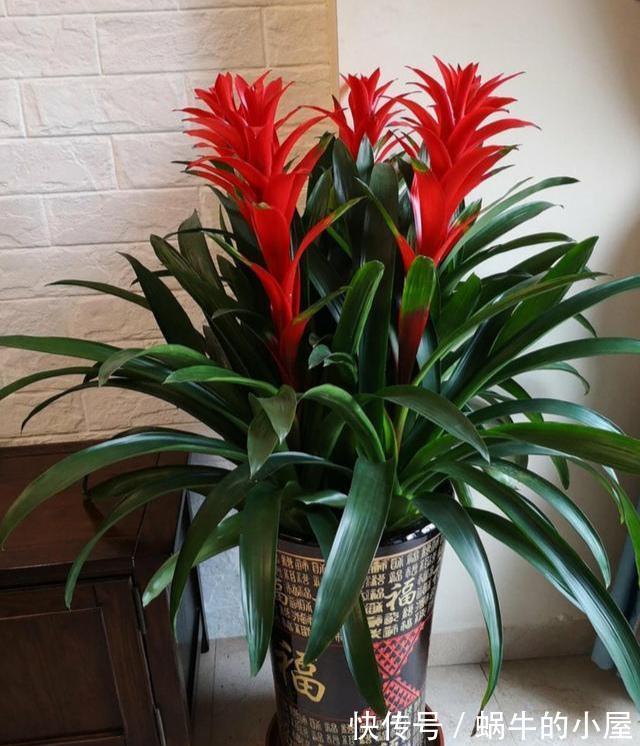 适合10月养的“13种吉祥花”,建议你也养一盆,利健康旺财运