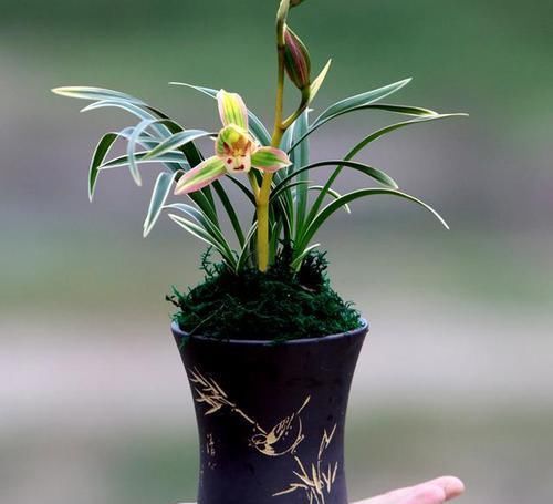 兰花中的“复色奇花”，花色美艳，叶片非凡，自带“神秘感”