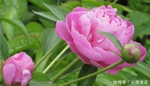 施肥|牡丹的6个养护方法,花开艳压群芳!