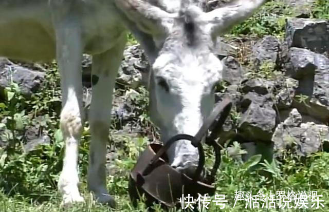 太上老君&《东游记》你以为是一群凡人成仙其实只是走个过场罢了!