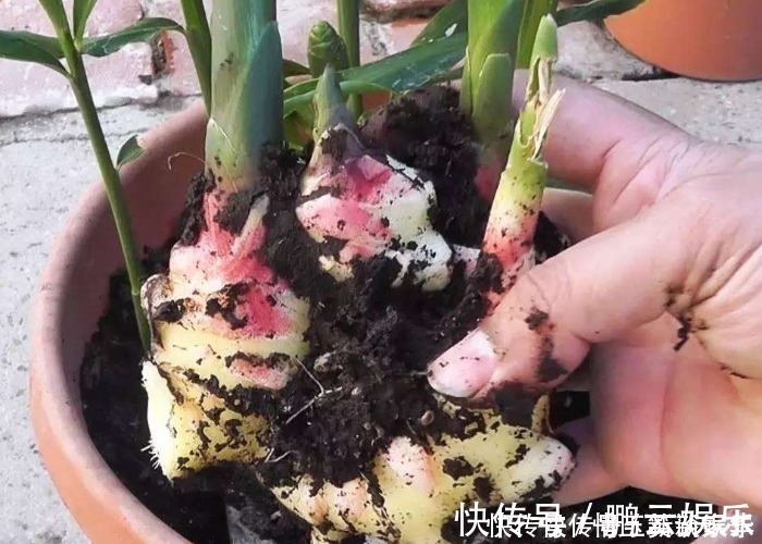 收获|家中的油桶别扔了,里面丢一块姜,浇点水给点肥,一年收获一大盆